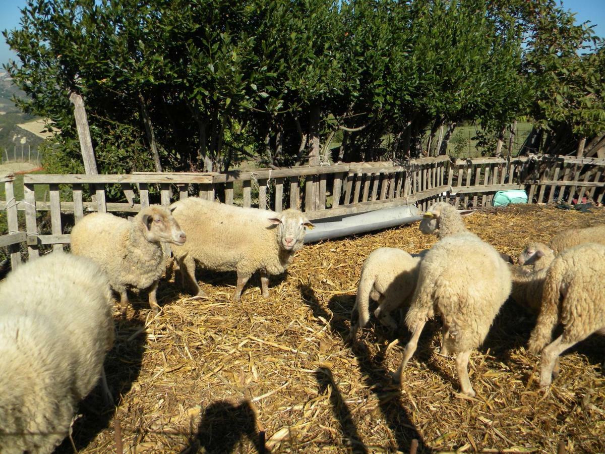 オッフィダ Agriturismo Il Gufoヴィラ エクステリア 写真